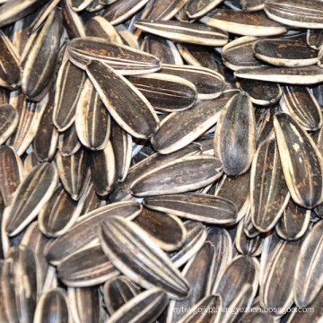 Venda de sementes de girassol da Mongólia Interior